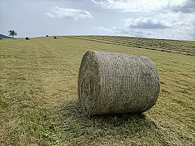 Első osztályú réti széna bála eladó