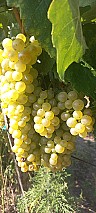 Furmint, hárslevelű borszőlő eladó Szerencsen