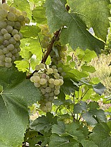 Chardonnay szőlő!