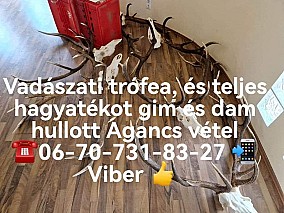 Szarvas agancs felvásárlás Országosan