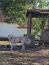 6 baromfibarát kuvasz kiskutya eladó Sarudon