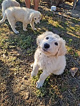 6 baromfibarát kuvasz kiskutya eladó Sarudon