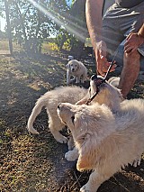 6 baromfibarát kuvasz kiskutya eladó Sarudon