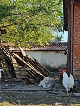 6 baromfibarát kuvasz kiskutya eladó Sarudon