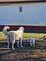 6 baromfibarát kuvasz kiskutya eladó Sarudon