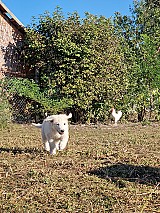 6 baromfibarát kuvasz kiskutya eladó Sarudon