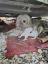 Ingyen elvihető komondor kiskutyák