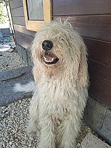 Ingyen elvihető komondor kiskutyák