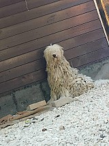 Ingyen elvihető komondor kiskutyák