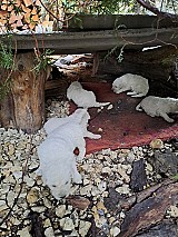 Ingyen elvihető komondor kiskutyák