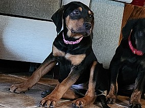 Louisiana Leopard dog