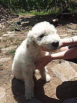 Komondor kiskutyák