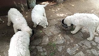 Komondor kiskutyák