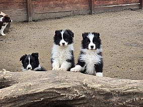 Border Collie fajta tiszta kölykök