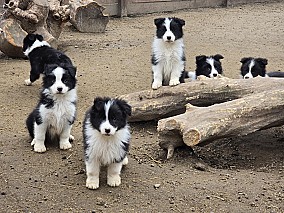 Border Collie fajta tiszta kölykök