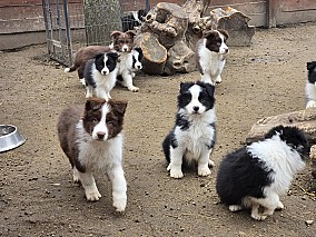 Border Collie fajta tiszta kölykök