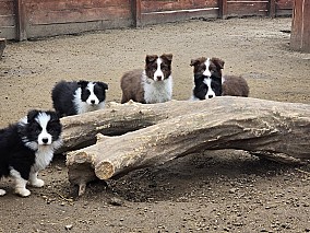 Border Collie fajta tiszta kölykök