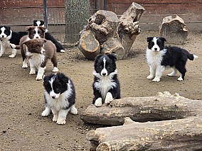 Border Collie fajta tiszta kölykök