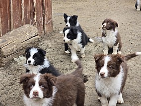 Border Collie fajta tiszta kölykök