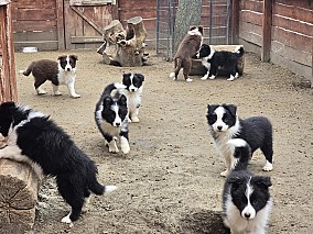 Border Collie fajta tiszta kölykök