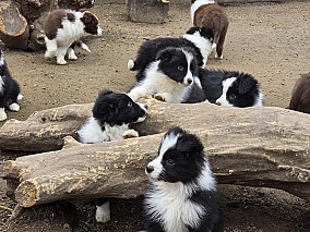 Border Collie fajta tiszta kölykök