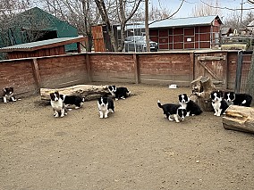 Border Collie fajta tiszta kölykök