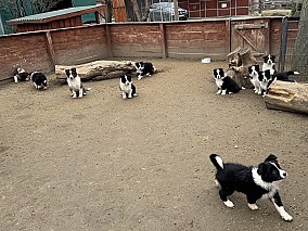 Border Collie fajta tiszta kölykök