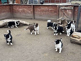 Border Collie fajta tiszta kölykök