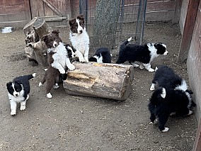 Border Collie fajta tiszta kölykök