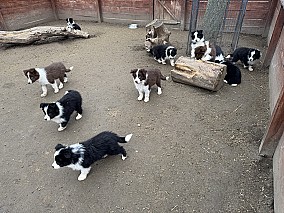 Border Collie fajta tiszta kölykök