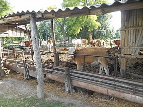 Gazdasági épület, istálló eladó Szabadszálláson!